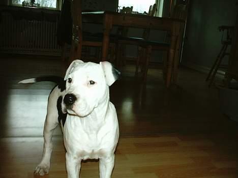 Amerikansk staffordshire terrier Thia (Himmelhund) billede 6