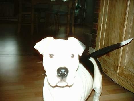 Amerikansk staffordshire terrier Thia (Himmelhund) billede 7