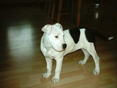 Amerikansk staffordshire terrier Thia (Himmelhund) billede 8