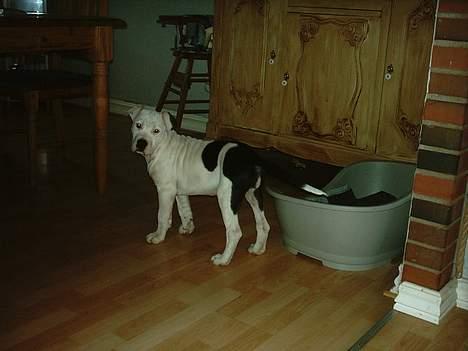 Amerikansk staffordshire terrier Thia (Himmelhund) - En rigtig dame har deller ;o) billede 9