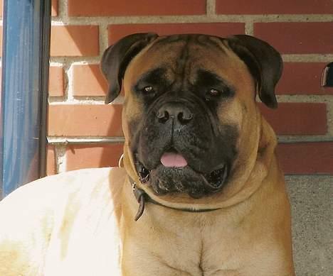 Bullmastiff Bullhouse Dina*Brak's*  - smuksak* billede 1
