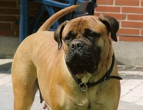 Bullmastiff Bullhouse Dina*Brak's*  - brum,brum...jeg kan ik li at få taget billeder billede 2