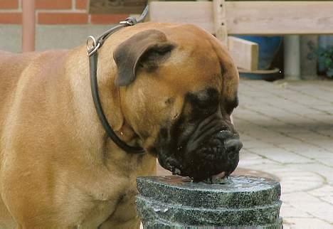 Bullmastiff Bullhouse Dina*Brak's*  - slurp...en lille tår.. billede 3