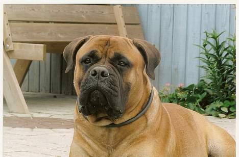 Bullmastiff Bullhouse Dina*Brak's*  - jeg  holder øje med dig billede 4