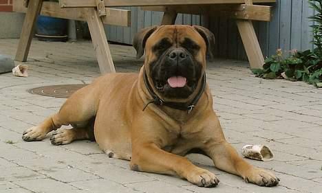 Bullmastiff Bullhouse Dina*Brak's*  billede 5