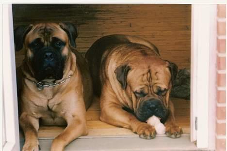 Bullmastiff Bullhouse Dina*Brak's*  - Dina og Olsen billede 6