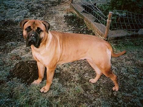 Bullmastiff Bullhouse Dina*Brak's*  - en meget ung Dina billede 7