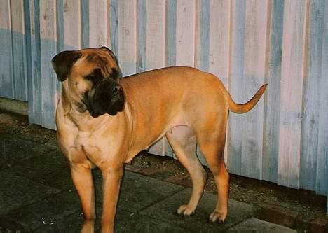 Bullmastiff Bullhouse Dina*Brak's*  - Dina igen..ung og uden fylde billede 8