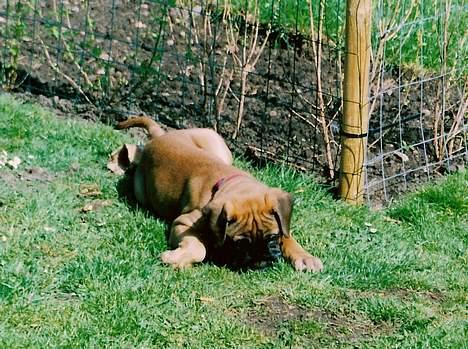 Bullmastiff Bullhouse Dina*Brak's*  - Ups...faldt lige på snuden billede 9