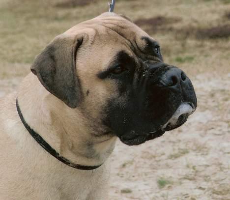 Bullmastiff Brak's MonteCalina/Maddie billede 12