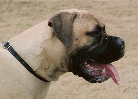 Bullmastiff Brak's MonteCalina/Maddie billede 13