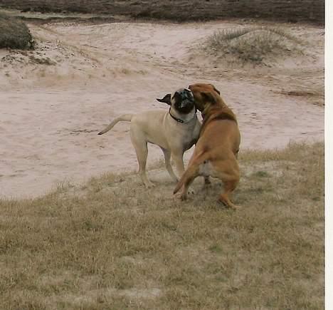 Bullmastiff Brak's MonteCalina/Maddie - Maddie og Solveig på lyngen billede 14