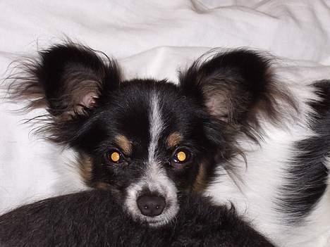 Papillon Micki billede 10