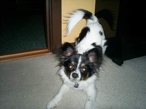 Papillon Micki billede 11