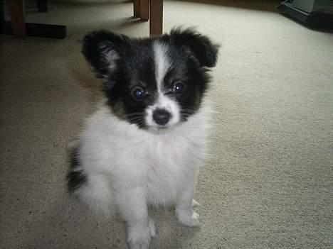 Papillon Micki billede 12