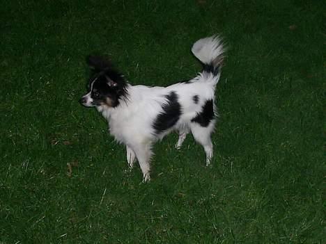 Papillon Micki billede 13