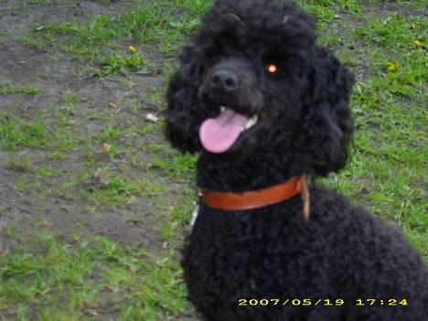 Dværgpuddel Silas- 1år billede 18