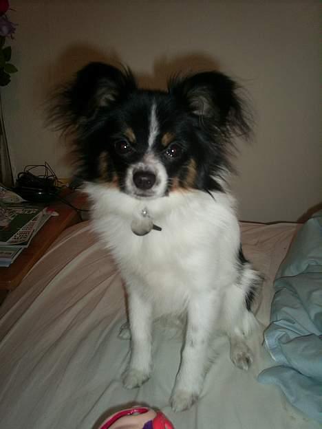 Papillon Micki billede 14