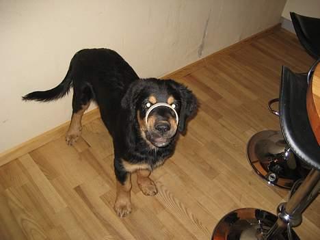 Blanding af racer Tarzan billede 6