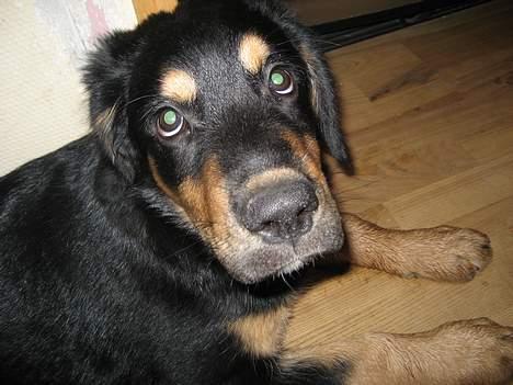 Blanding af racer Tarzan billede 7