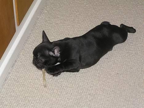 Fransk bulldog Viktorie Ujamik billede 7