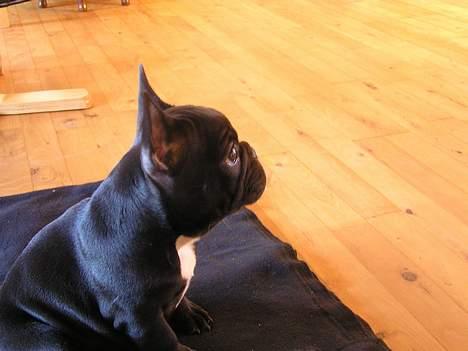 Fransk bulldog Viktorie Ujamik billede 8