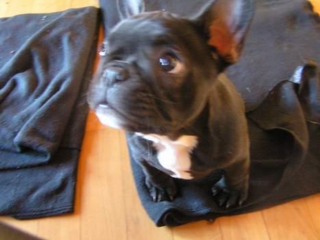 Fransk bulldog Viktorie Ujamik billede 9