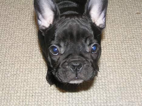 Fransk bulldog Viktorie Ujamik - hej billede 10