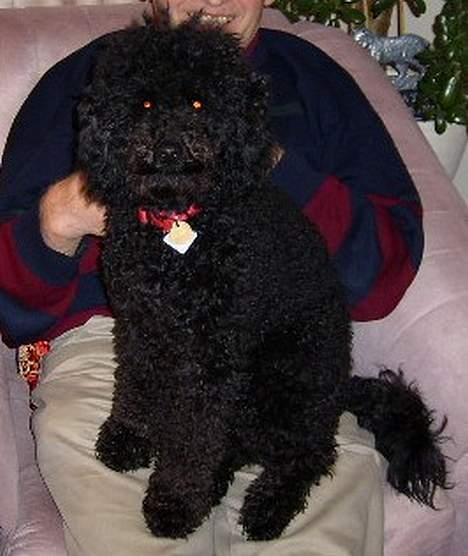 Dværgpuddel Silas- 1år billede 19