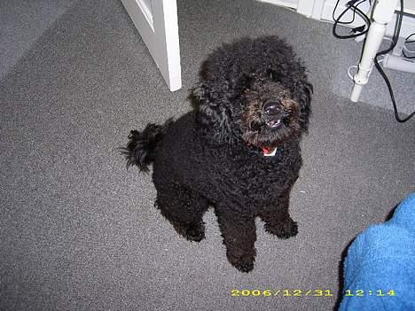 Dværgpuddel Silas- 1år billede 20