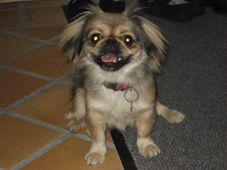 Blanding af racer Sille - Jeg eeelsker bare at få taget billeder. Jeg kan godt hyres som model - men det koster godbidder :D billede 1