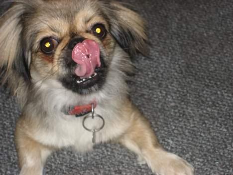 Blanding af racer Sille billede 2