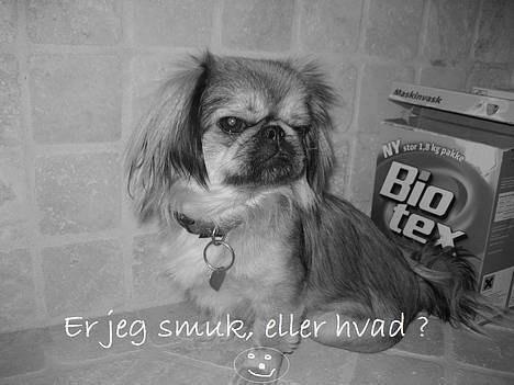 Blanding af racer Sille billede 3