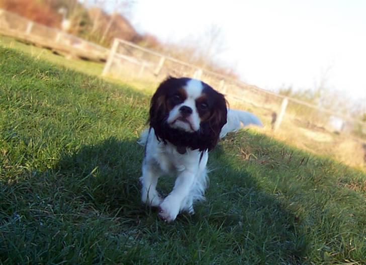 Cavalier king charles spaniel Ziggy  billede 11