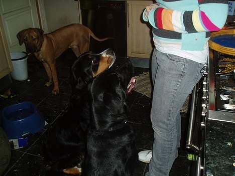 Blanding af racer Tyson - Ashia, Layla og Tyson:-) billede 3