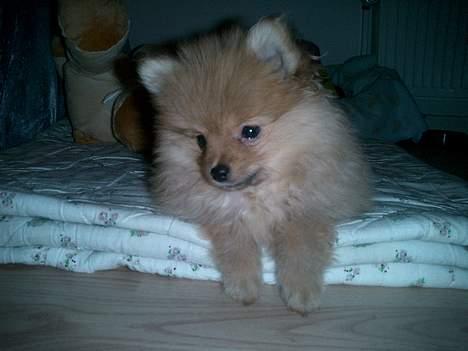 Pomeranian Victor - Jaaa, jeg er bare dejlig.. Det ved jeg godt ;) billede 4
