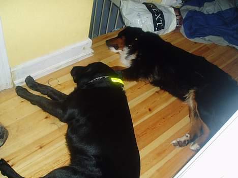 Blanding af racer Tyson - Her har vi to meget trætte hunde(Tyson og Layla) billede 4