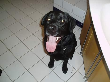 Blanding af racer Tyson - Tyson igen :-) billede 5