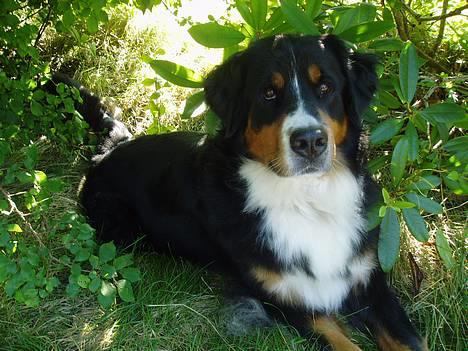Berner sennenhund Layla - Layla har plantet sig i et hul billede 1