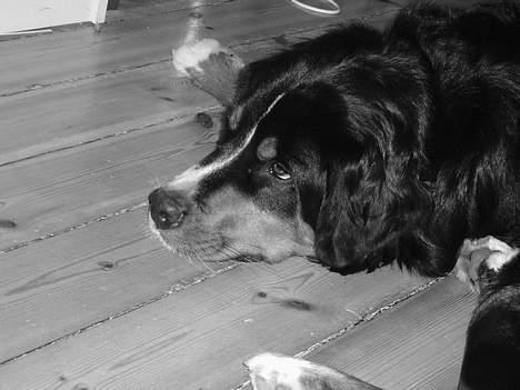 Berner sennenhund Layla - lidt trist billede 2