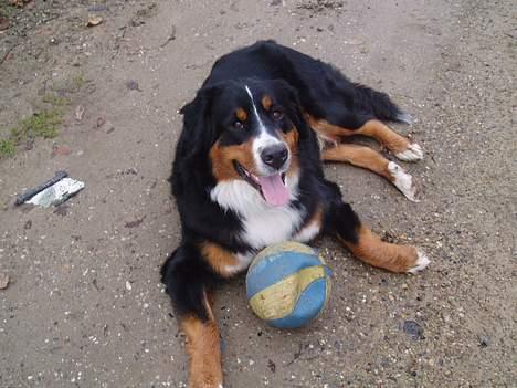 Berner sennenhund Layla - min bold´! billede 3