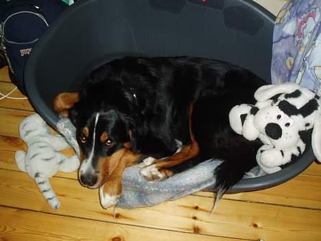 Berner sennenhund Layla - vil du noget billede 4