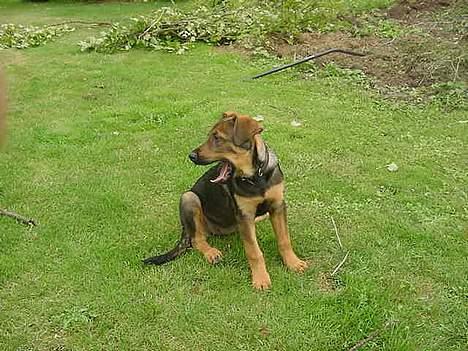 Blanding af racer Leica - GAAAAB billede 1