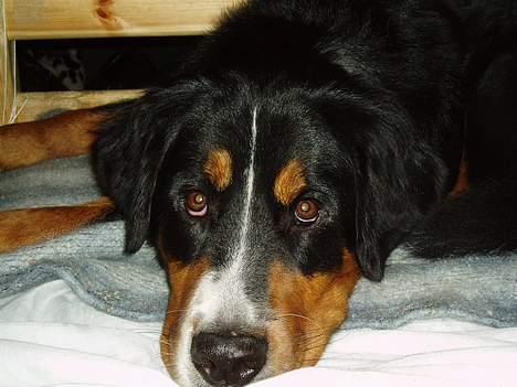 Berner sennenhund Layla - hvad billede 5