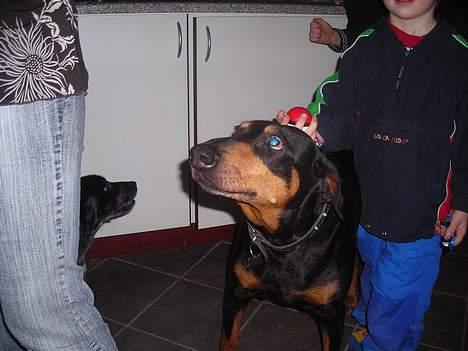 Dobermann sitta ( aflivet) :( rip  - hvad skal du nu mor? billede 4