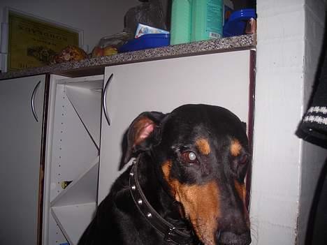 Dobermann sitta ( aflivet) :( rip  - hvadnår er du færdi? billede 6