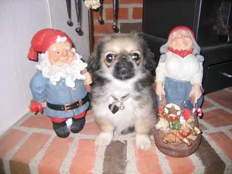 Blanding af racer Sille - Mig da jeg kun var et par måneder gammel billede 4