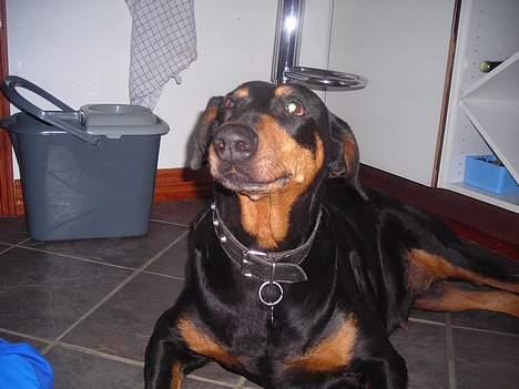 Dobermann sitta ( aflivet) :( rip  - nej! jeg ved godt at jeg er stædi men jeg vil ikke billede 7