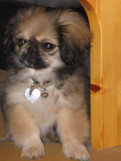 Blanding af racer Sille billede 5