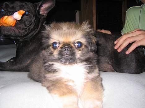 Blanding af racer Sille - Mig da jeg var hvalp billede 6